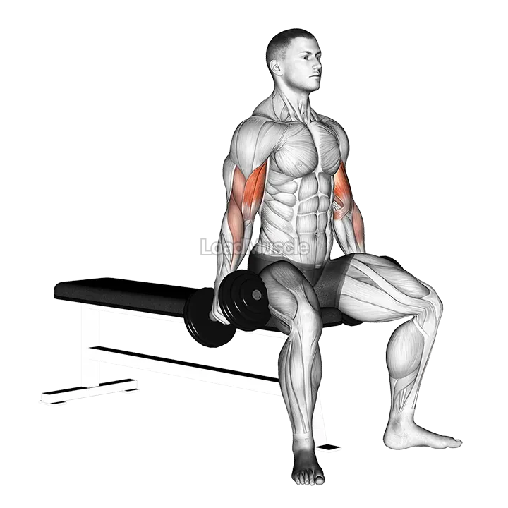 Dumbbell Seated Curl demonstration