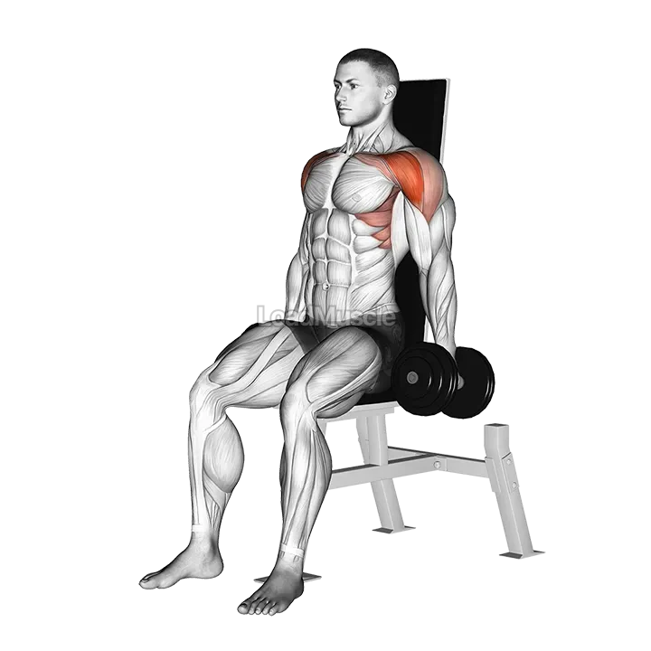 Dumbbell Seated Front Raise demonstration