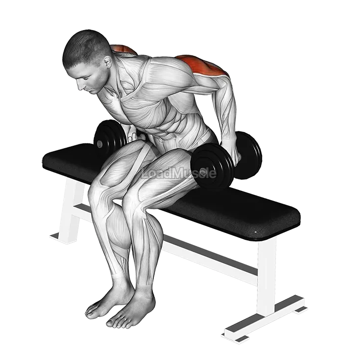 Dumbbell Seated Kickback demonstration