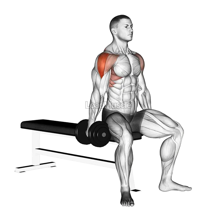 Dumbbell Seated Lateral Raise demonstration