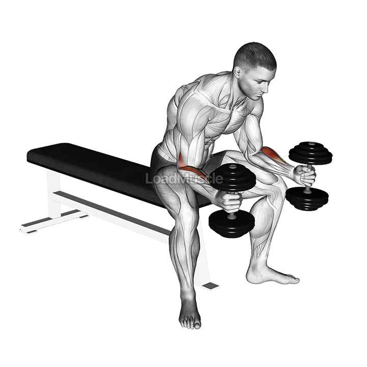 Dumbbell Seated Neutral Wrist Curl demonstration