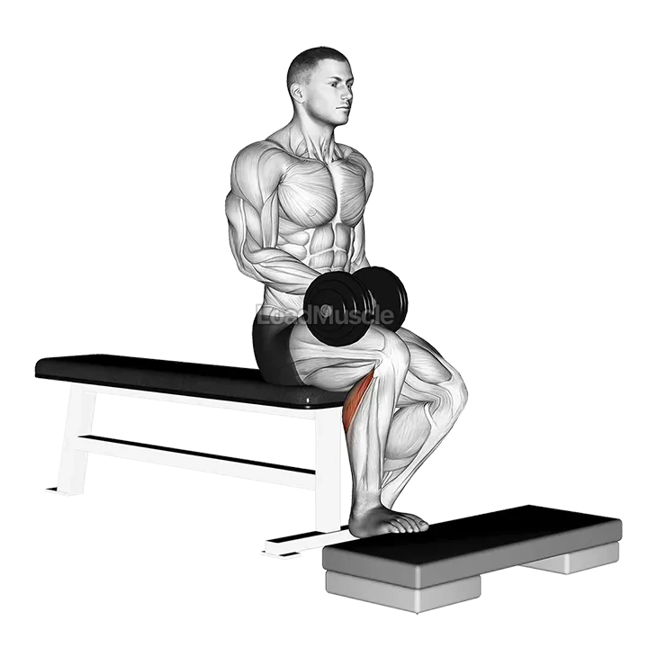 Dumbbell Seated One Leg Calf Raise demonstration