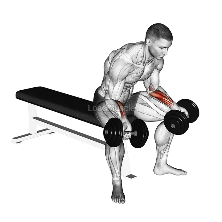 Dumbbell Seated Palms Up Wrist Curl demonstration