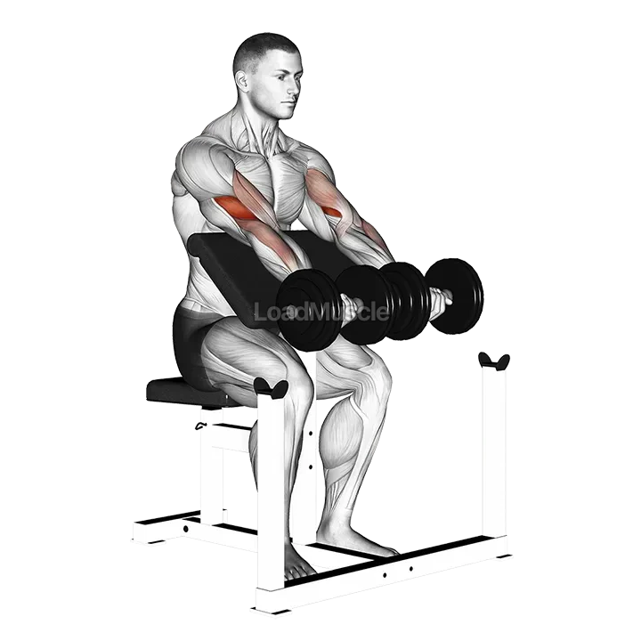 Dumbbell Seated Preacher Curl demonstration