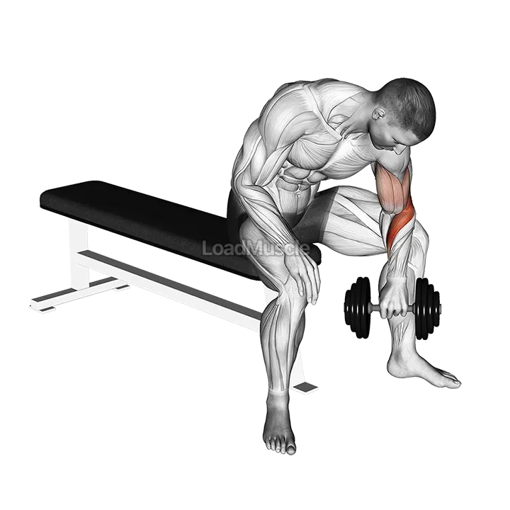 Dumbbell Seated Revers grip Concentration Curl demonstration