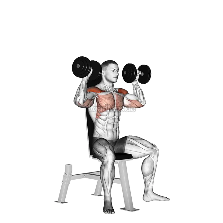 Dumbbell Seated Shoulder Press demonstration