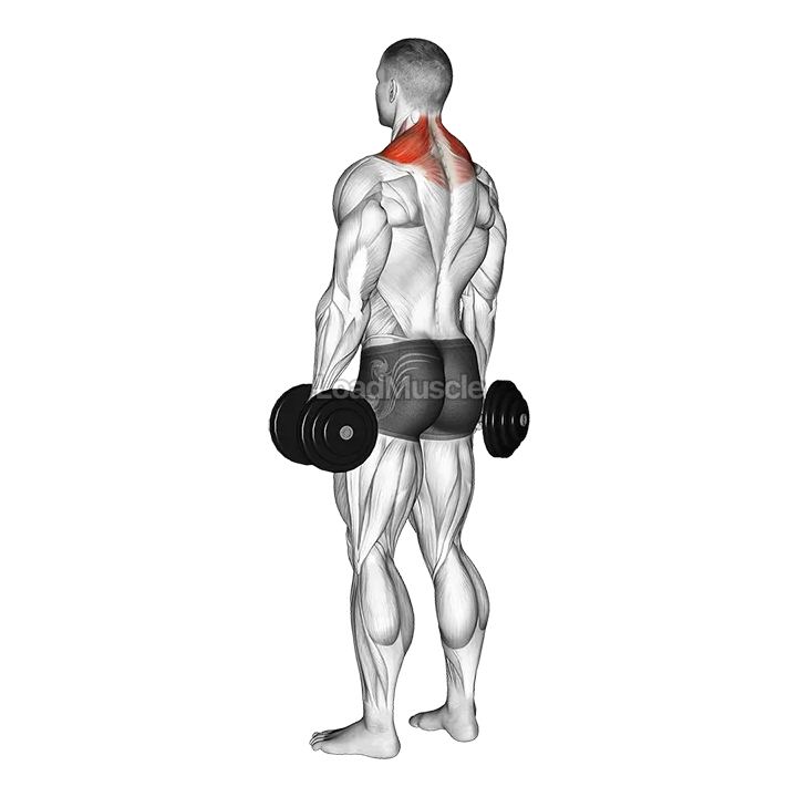 Dumbbell Shrug demonstration