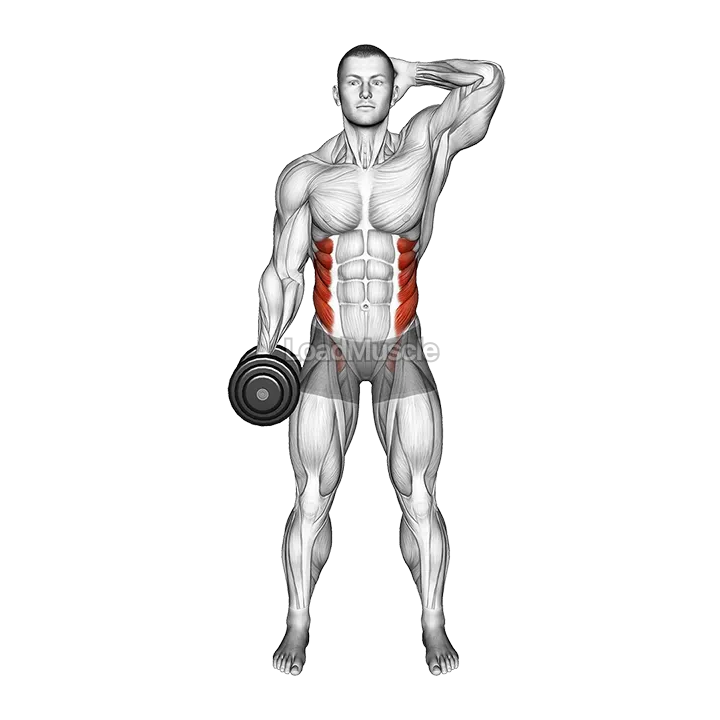 Dumbbell Side Bend demonstration