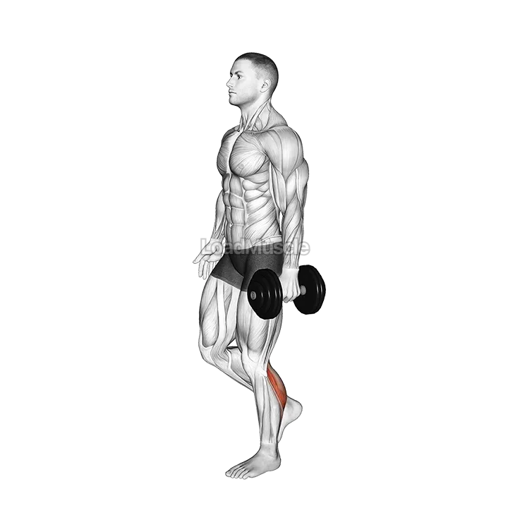 Dumbbell Single Leg Calf Raise demonstration