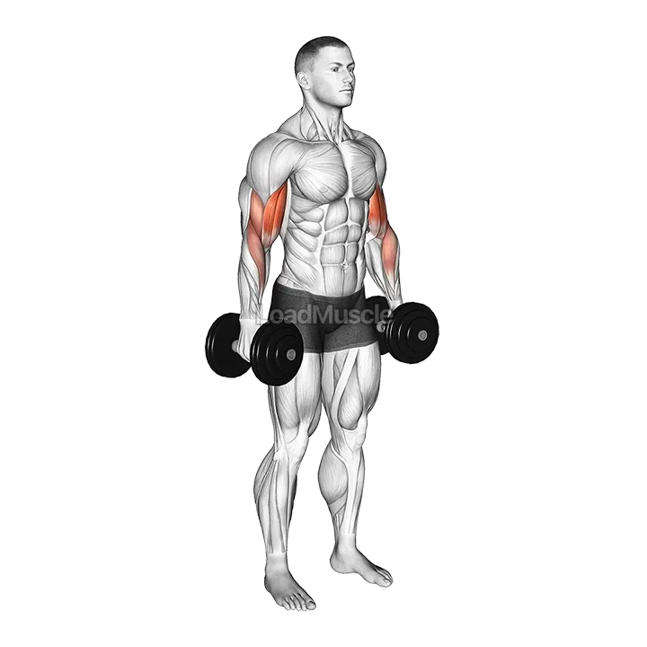 Dumbbell Standing Biceps Curl demonstration