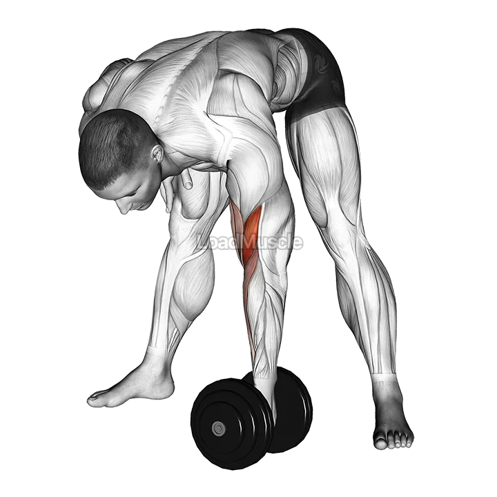 Dumbbell Standing Concentration Curl demonstration