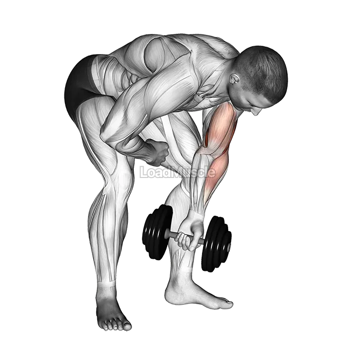Dumbbell Standing One Arm Concentration Curl demonstration