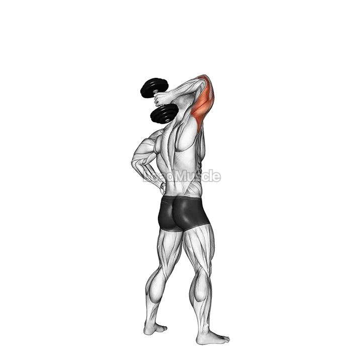 Dumbbell Standing One Arm Extension demonstration