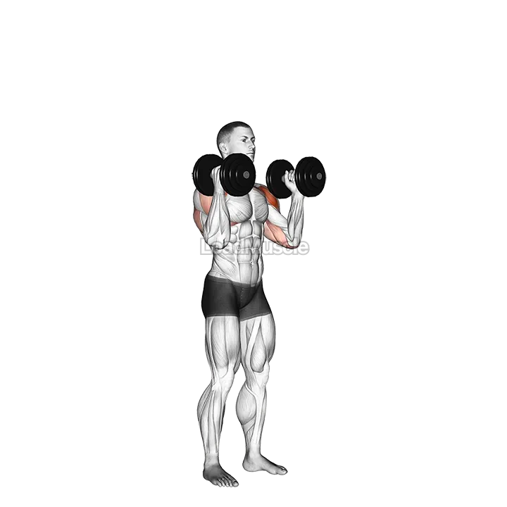 Dumbbell Standing Palms In Press demonstration