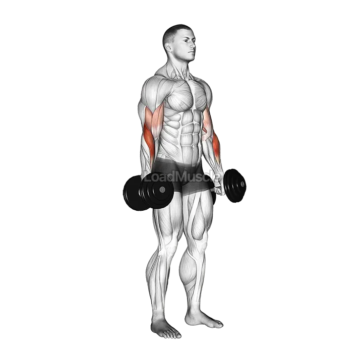 Dumbbell Standing Reverse Curl demonstration