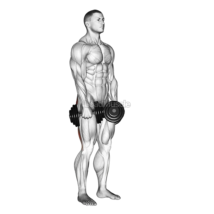Dumbbell Stiff Leg Deadlift demonstration