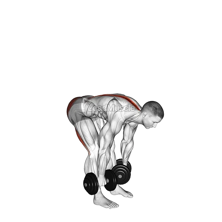 Dumbbell Straight Leg Deadlift demonstration