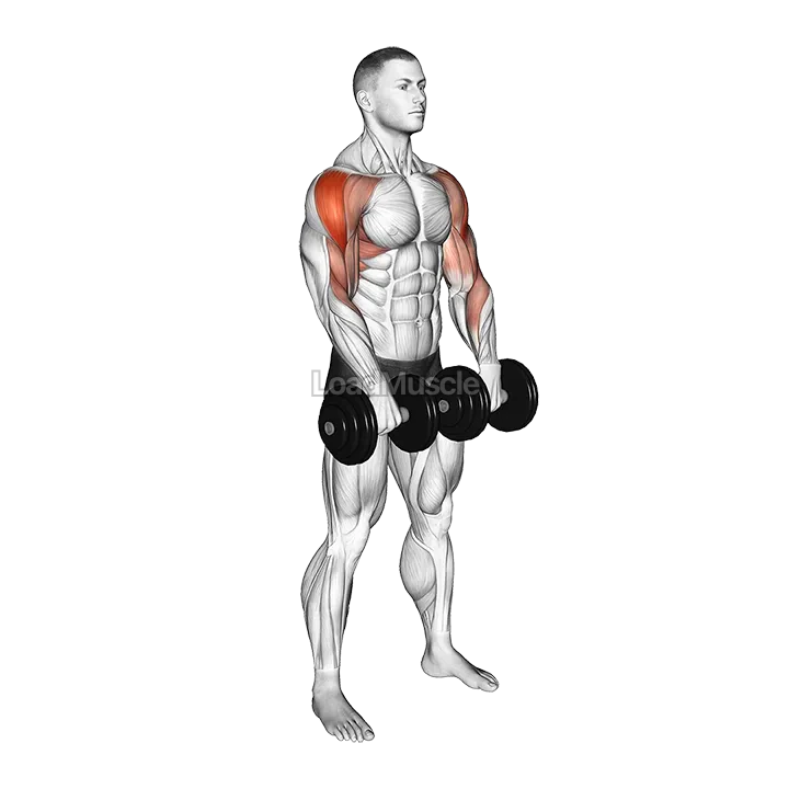 Dumbbell Upright Row demonstration