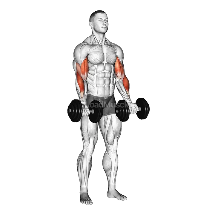 Dumbbell Zottman Curl demonstration