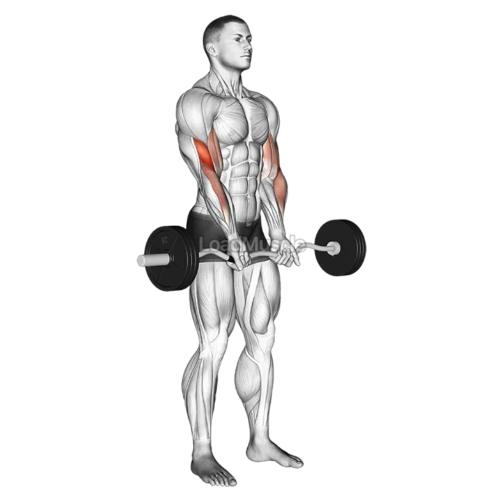 EZ Barbell Close grip Curl demonstration