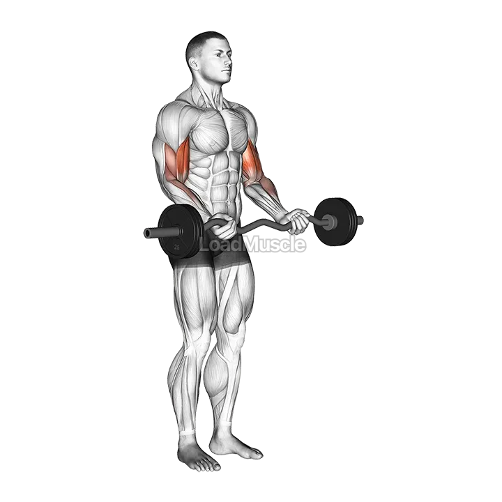 EZ Barbell Curl demonstration