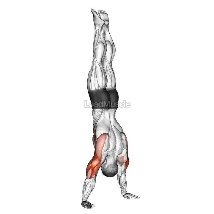 Handstand Push Up demonstration