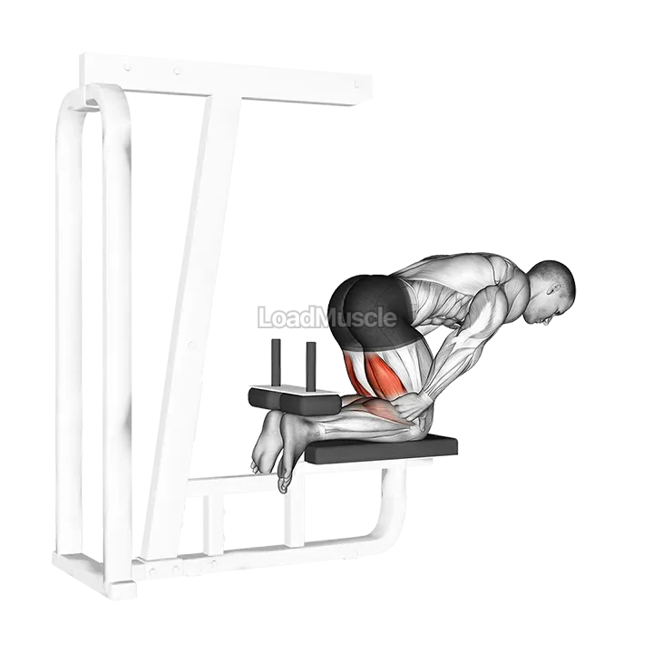 Inverse Leg Curl (bench support) demonstration