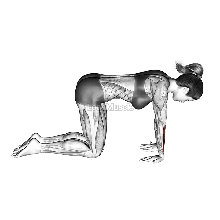 Kneeling Wrist Flexor Stretch demonstration