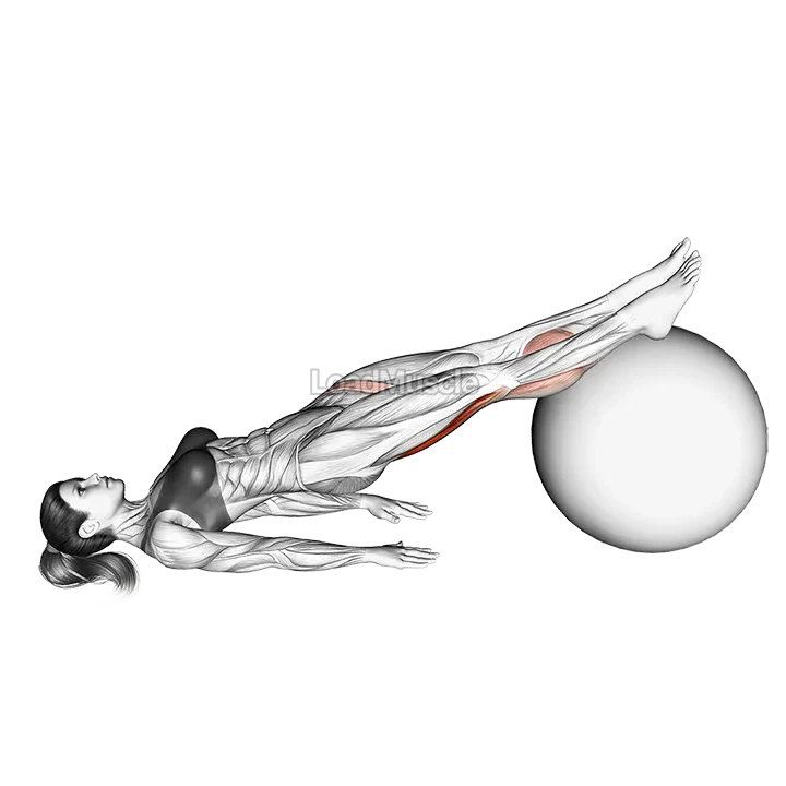 Leg Curl (on stability ball) demonstration