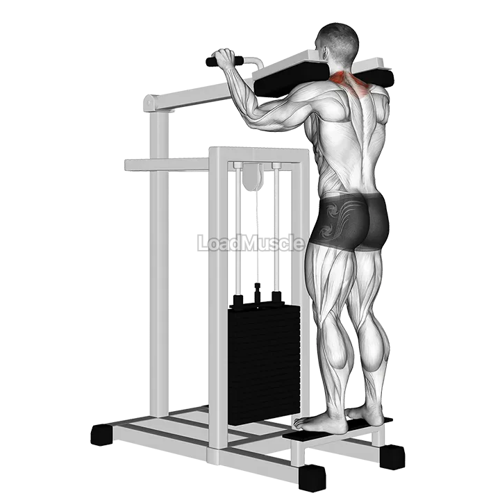 Lever Gripless Shrug demonstration