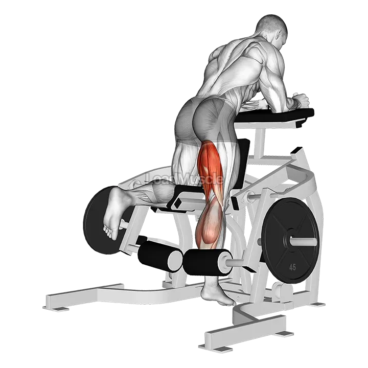 Lever Kneeling Leg Curl (plate loaded) demonstration