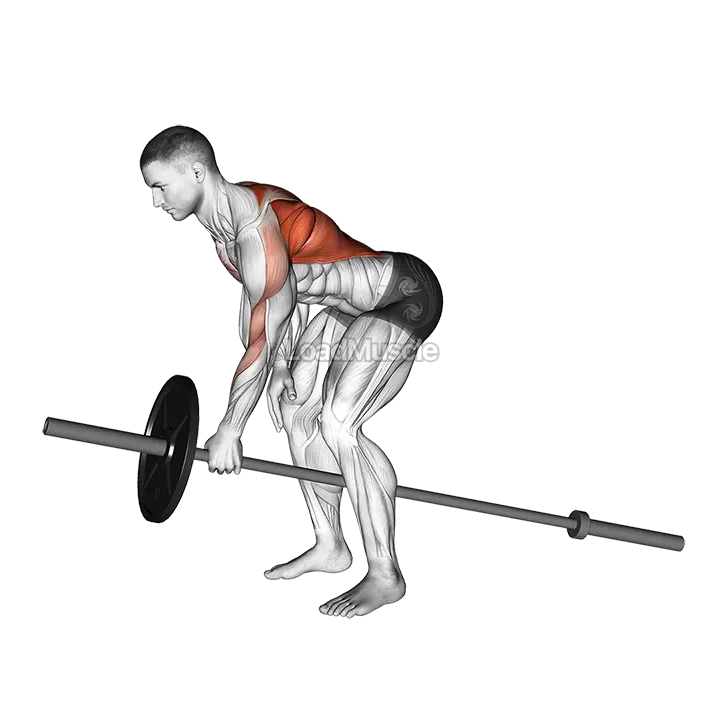 Lever One Arm Bent over Row (plate loaded) demonstration