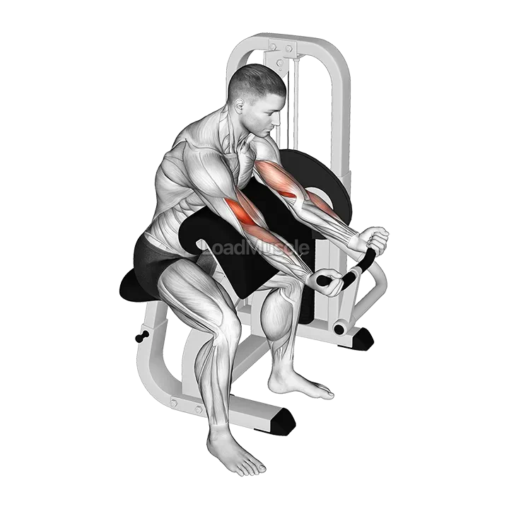 Lever Preacher Curl demonstration