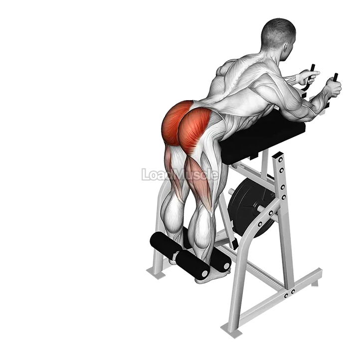 Lever Reverse Hyperextension (plate loaded) demonstration