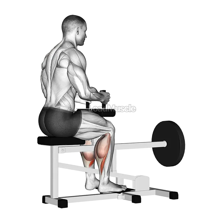 Lever Seated Calf Raise (plate loaded) demonstration
