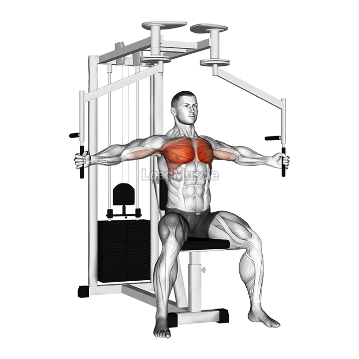 Lever Seated Fly demonstration