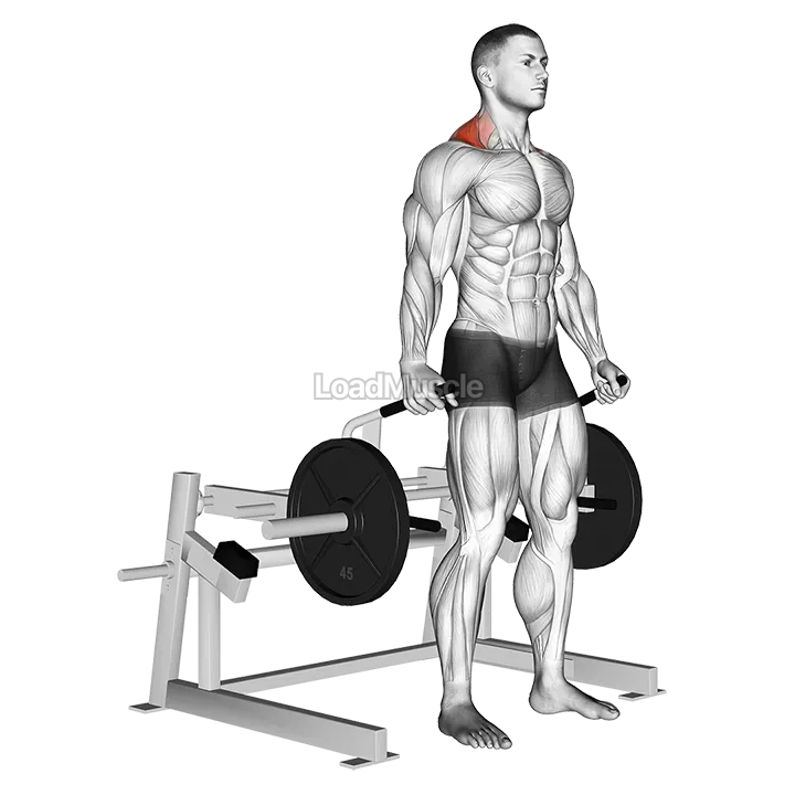 Lever Shrug (plate loaded) demonstration