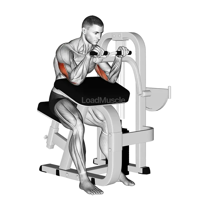 Lever Triceps Extension demonstration