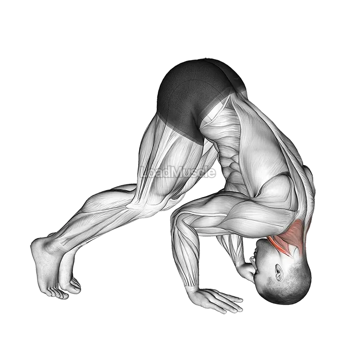 Neck Bridge Prone demonstration