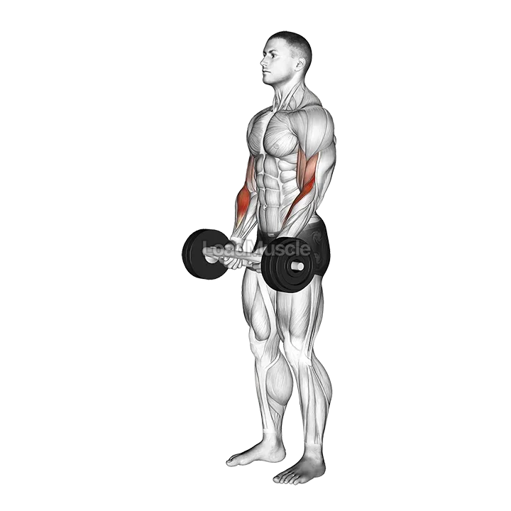 Olympic Barbell Hammer Curl demonstration