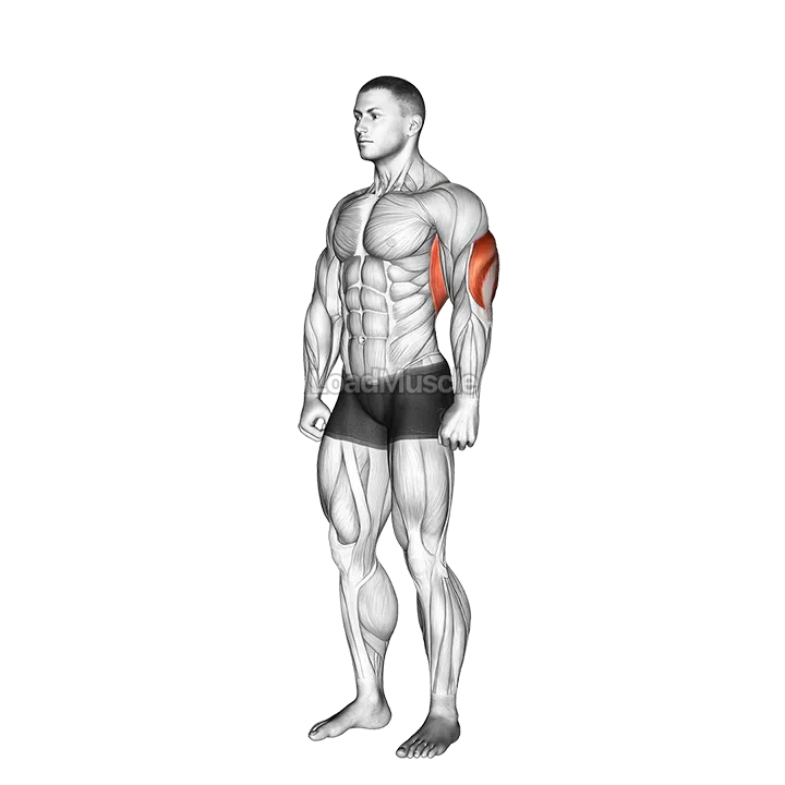 Overhead Triceps Stretch demonstration