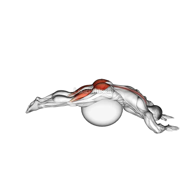 Reverse Hyper extension (on stability ball) demonstration