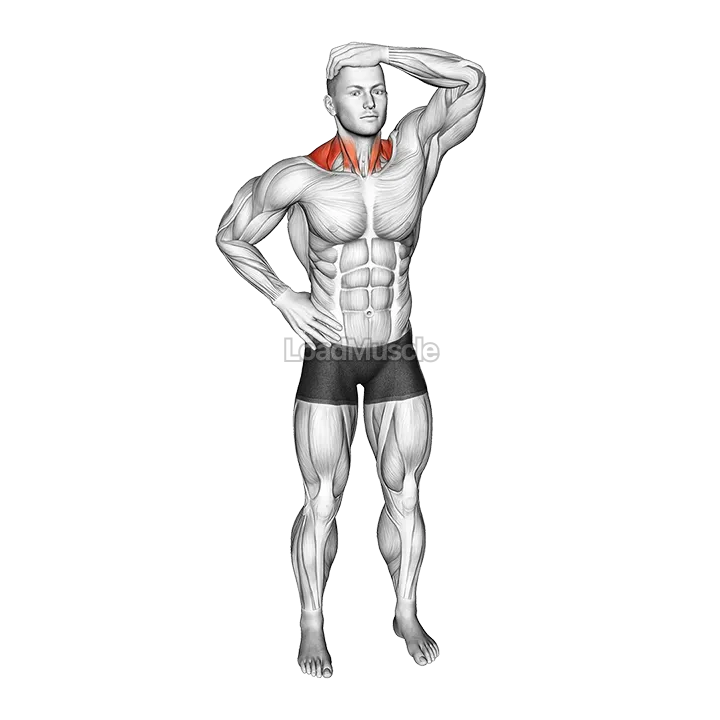 Side Neck Stretch demonstration