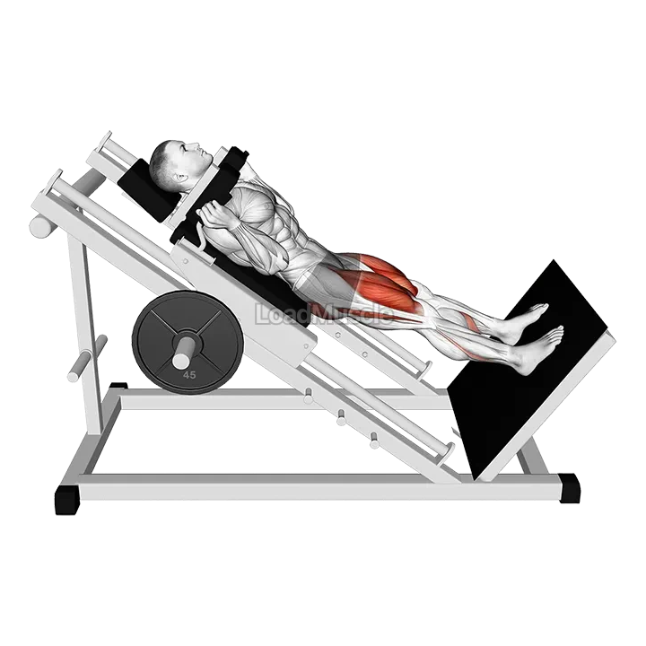 Sled Hack Squat demonstration