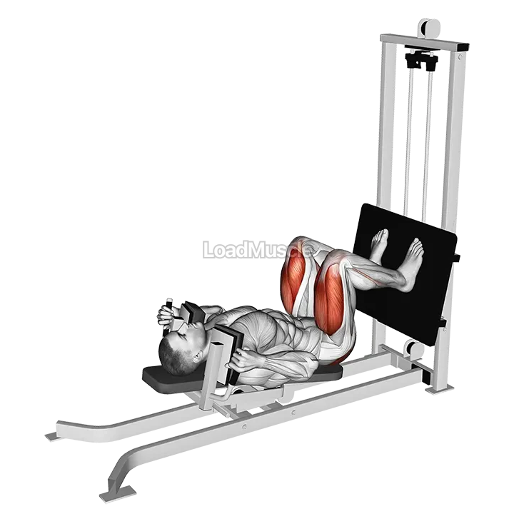 Sled Lying Squat demonstration