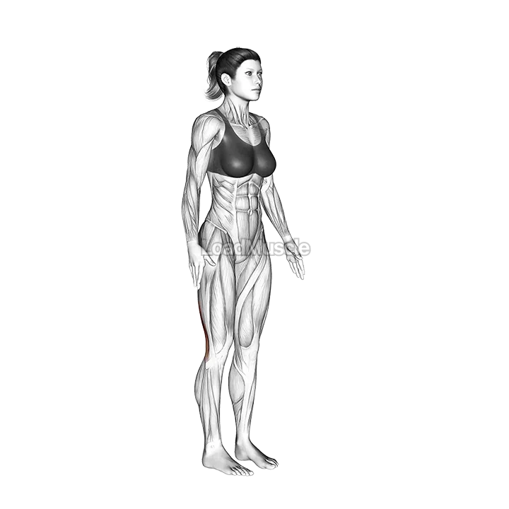 Standing Hamstring Stretch demonstration