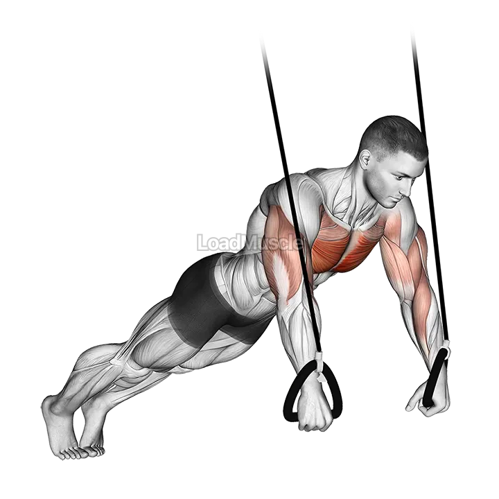 Suspended Push Up demonstration