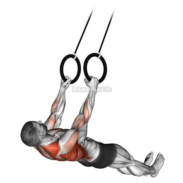 Suspended Row demonstration