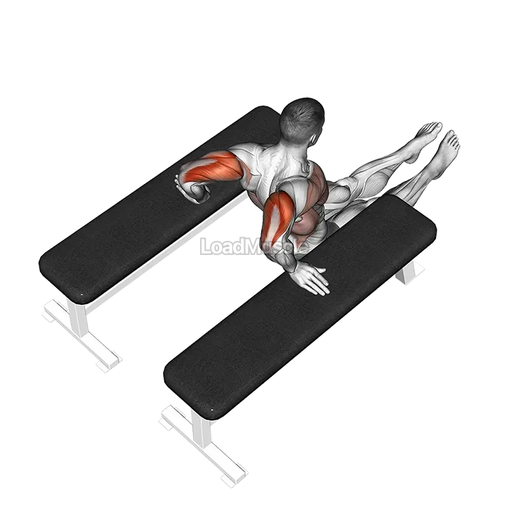 Triceps Dip (between benches) demonstration