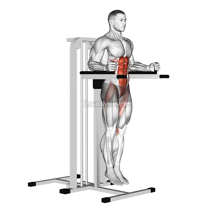 Vertical Leg Raise (on parallel bars) demonstration
